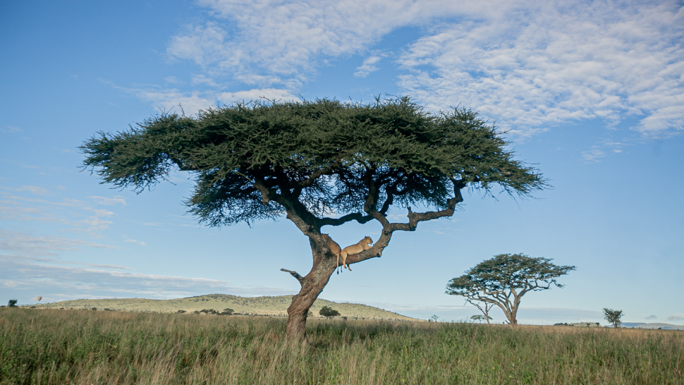 Witness Different wildlife During Your Family Travel