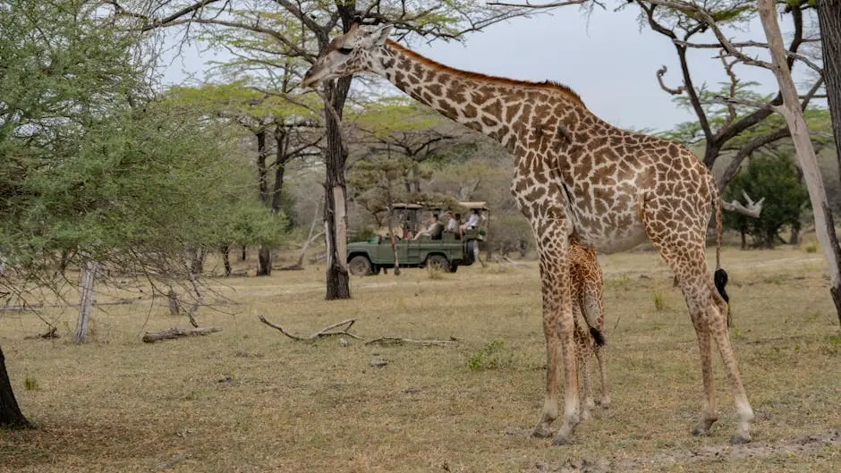An Insider’s Guide to First-Time Game Drives in Tanzania